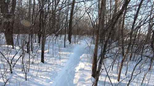 Person Walking Through the Woods in Winter