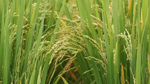Close Up of Rice Paddy