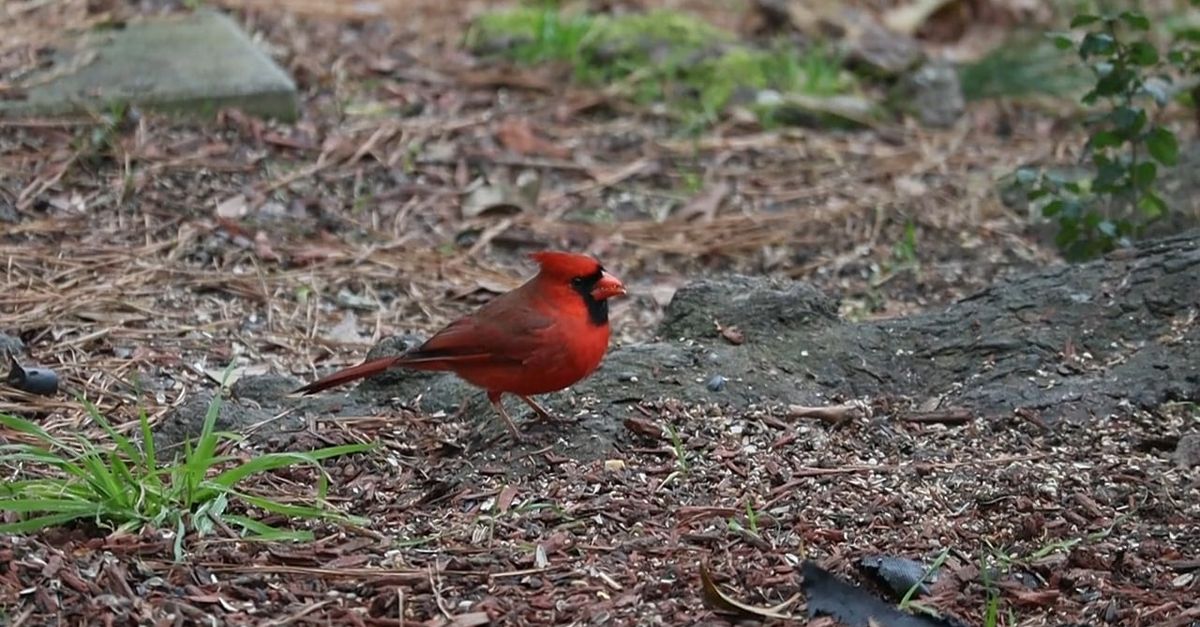 Close Up View of the Northern Cardinal Bird on the Ground Free Stock ...