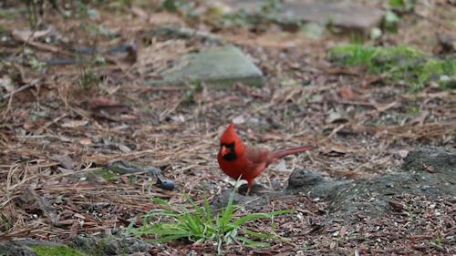 Little Cardinal Bird in the Nature 