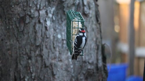 Close Up View of a Woodpecker Bird