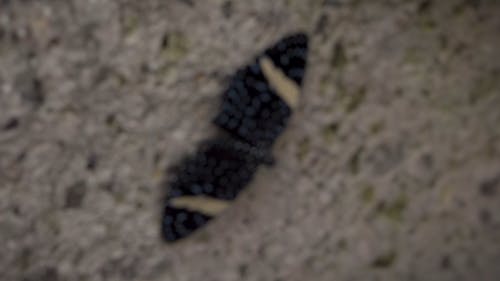 Close Up View of a Butterfly on Rock