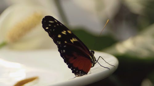 Close Up Shot of a Butterfly