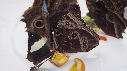 Close-up Video of a Butterfly 