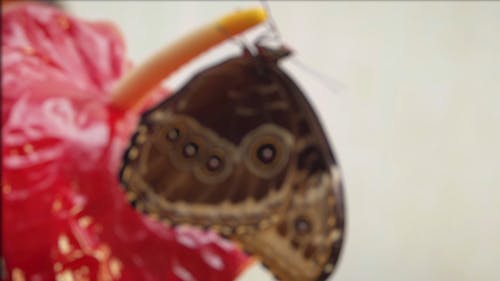 Butterfly Hanging on Flower