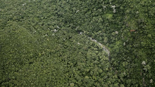 Aerial Video of a Dense Forest