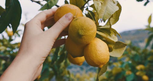 Person Picking Fresh Lemon