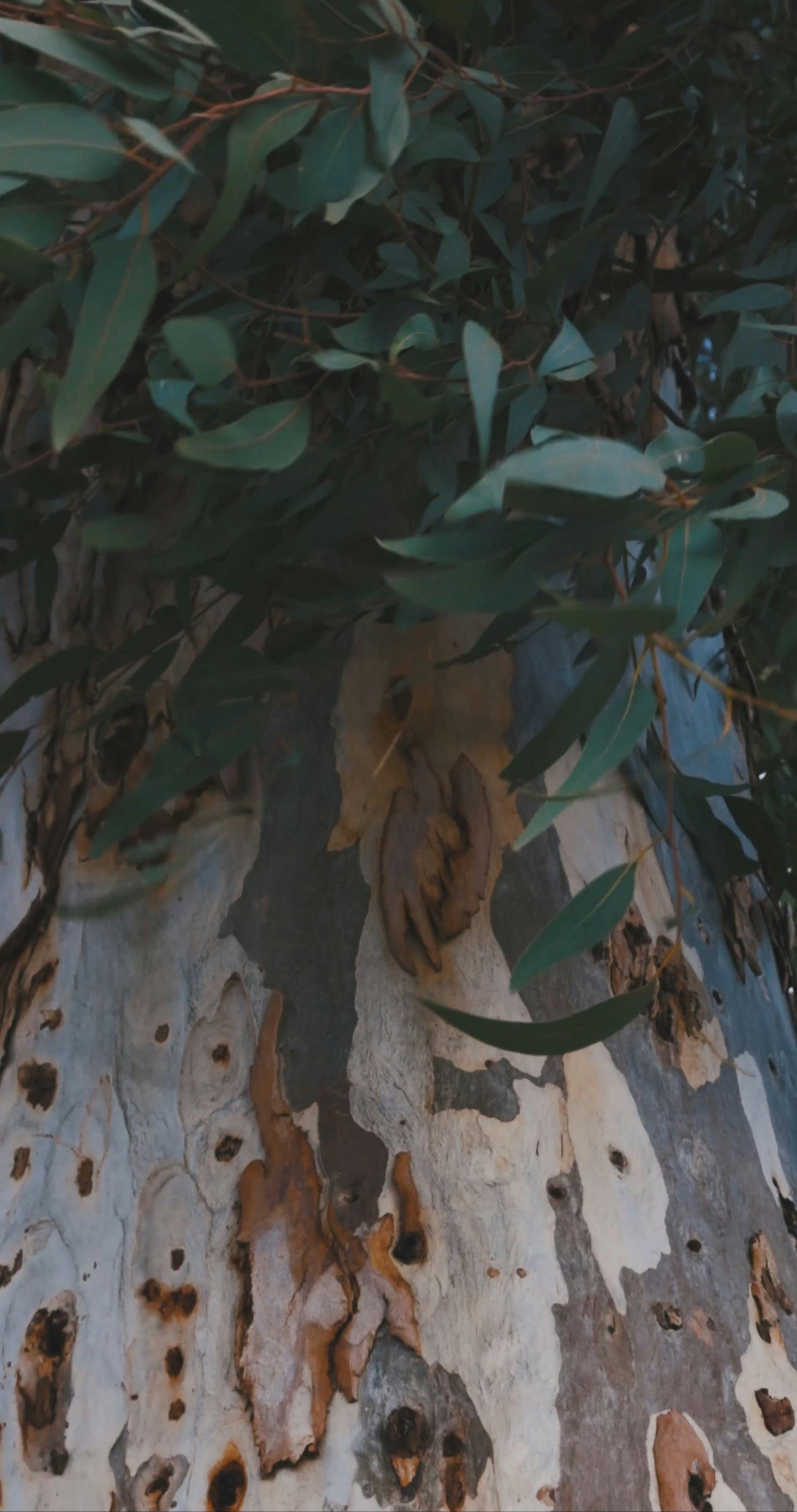 Video by ROMAN ODINTSOV