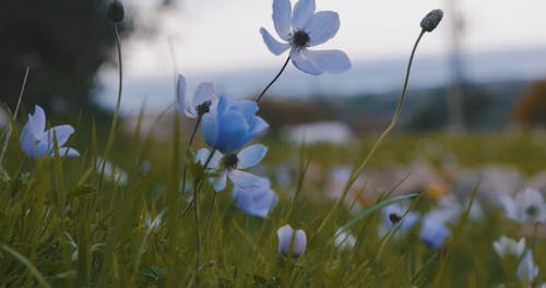 Flowers Swaying with the Wind