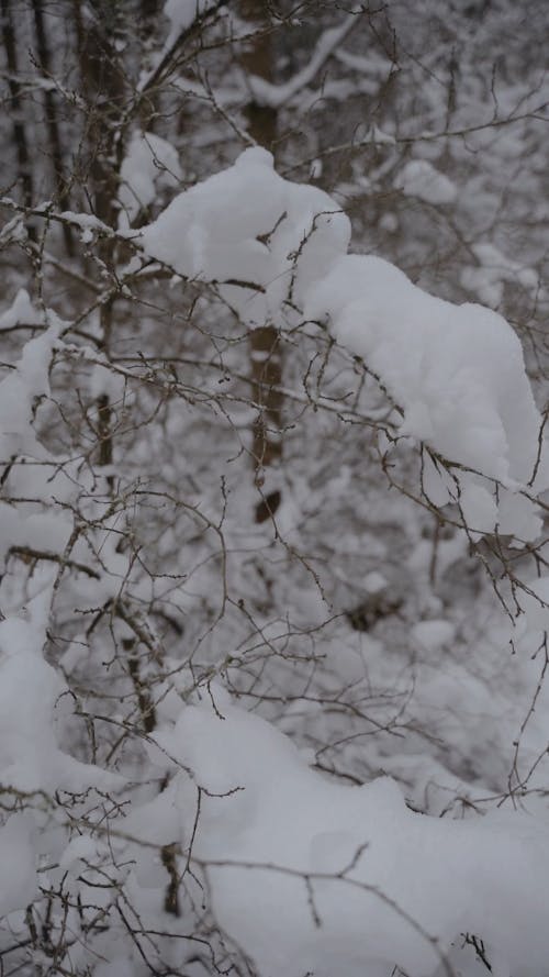 Snow Covered Tree Branches