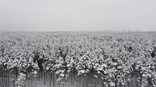 Aerial Footage Of Winter Forest