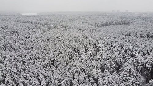 Aerial Footage of a Forest with Snow 