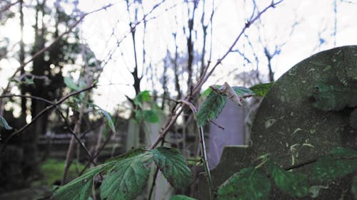 Tombstones in the Graveyard