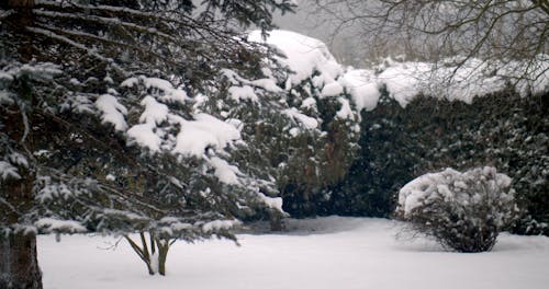 Video of Trees Covered in Snow