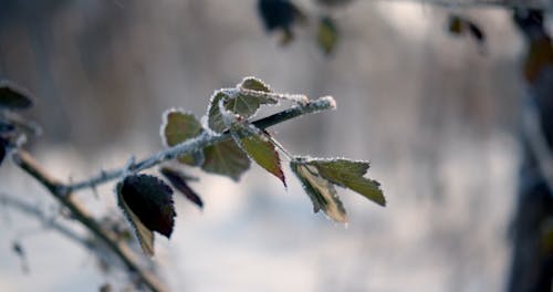 Close-Up Footage of a Twig During the Cold Weather