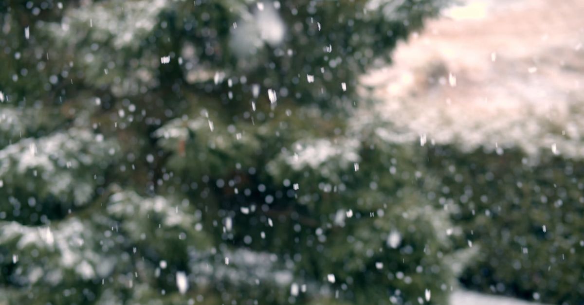 Snow Fall Clips Close-Up Of Snowfall Free Stock Video Footage, Royalty-Free 4K & HD ...