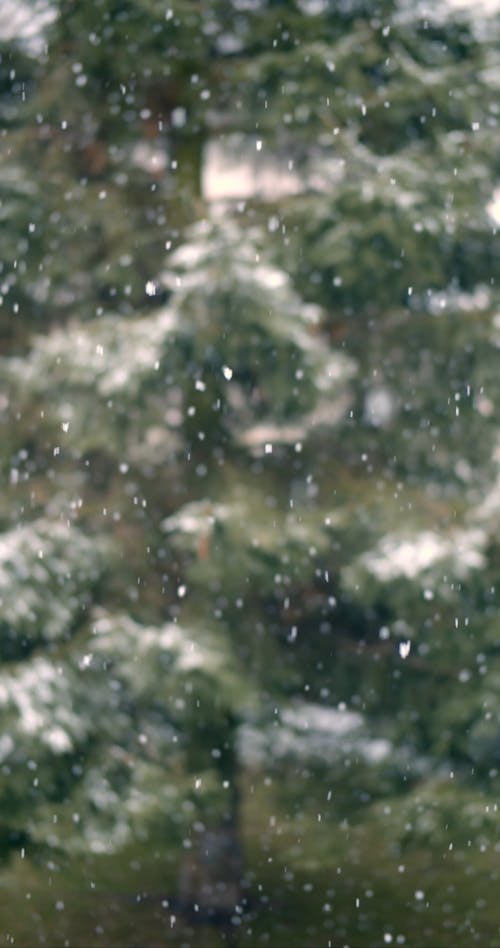 Snow Fall Footage with Blurry Tree Background