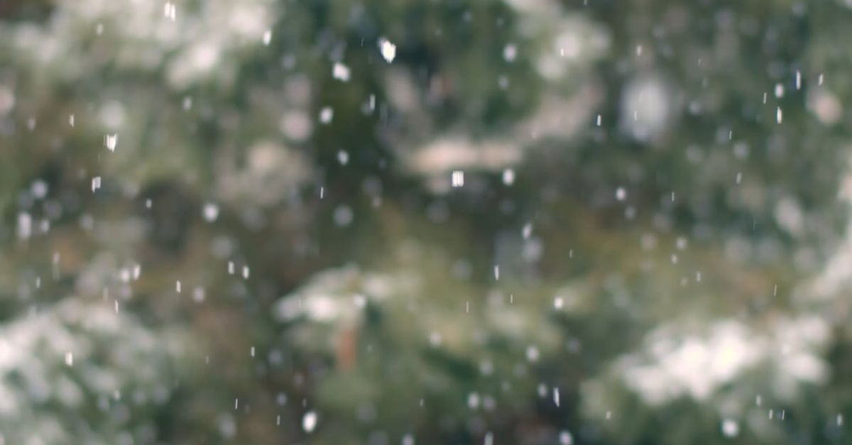 Snow Fall Clips Snow Fall Footage with Blurry Tree Background Free Stock Video Footage ...