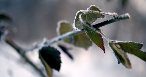 Frozen Leaves and Tree Branches