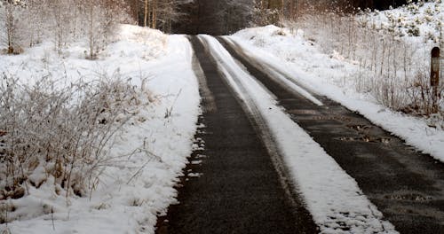 Video of a Forest Path During Winter Season