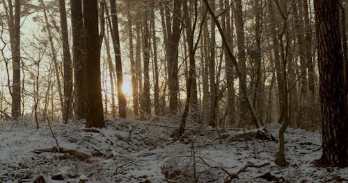 Video of Tree Trunks