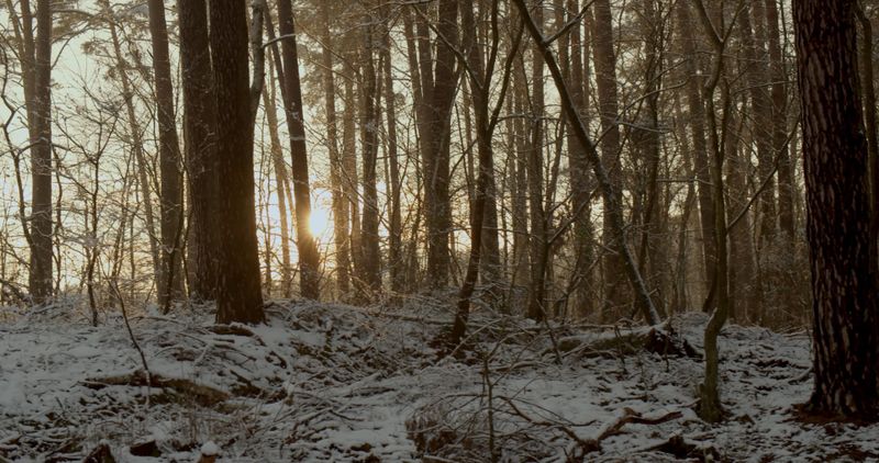 Video of a Forest Free Stock Video Footage, Royalty-Free 4K & HD Video Clip