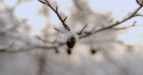 Close-up Shot of a Snow Covered Fruit