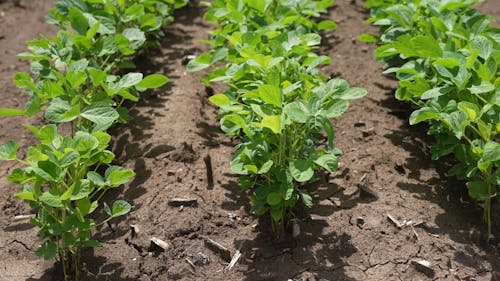 Soybean Crops in the Farmland