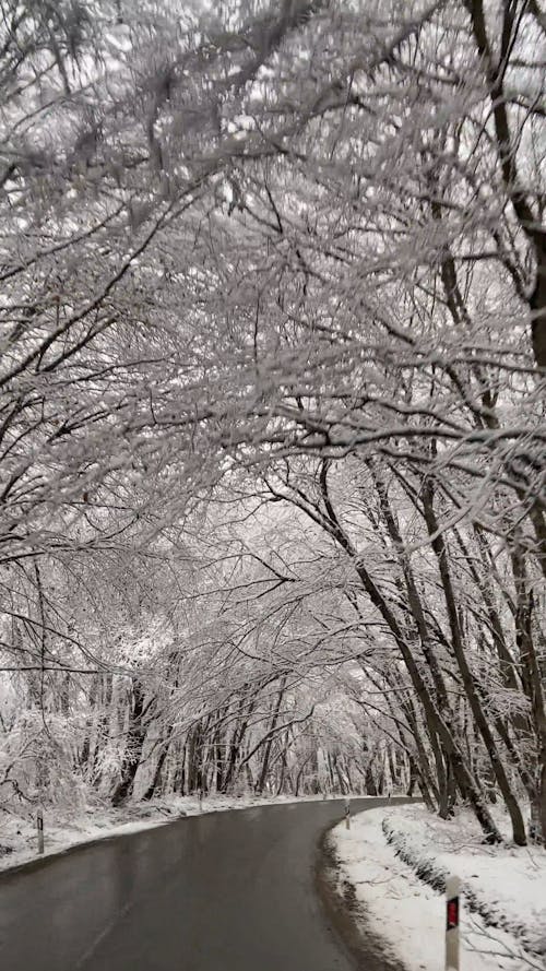 Video of a Road and Trees