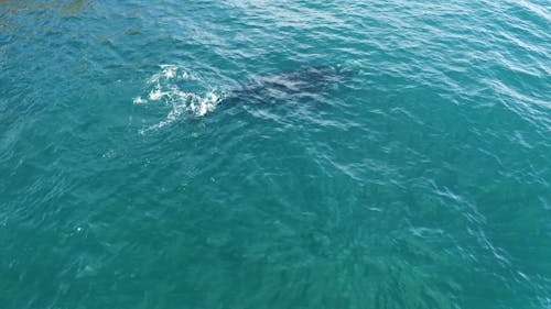 Humpback Whale At Surface