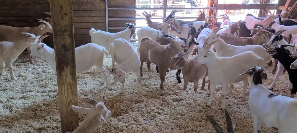 Geitje Goats at a Farmyard · Free Stock Video