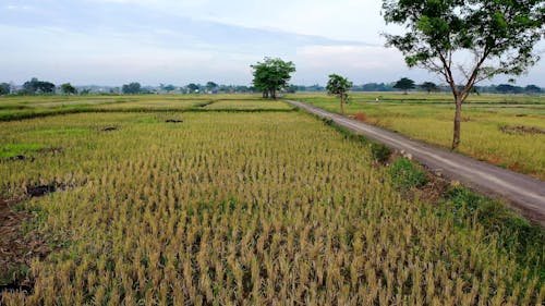 Drone Shot of Rural Area