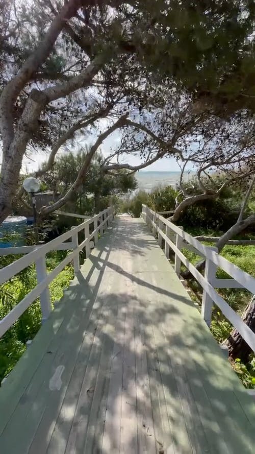 Video of Wooden Bridge with Trees on the Side