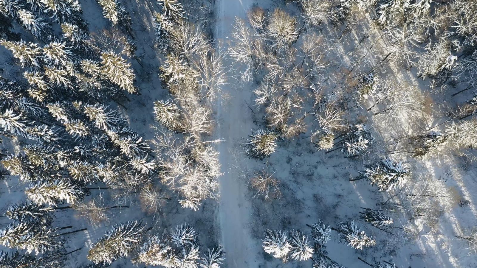 Drone Footage of Winter Landscape of Pine Trees Free Stock Video ...
