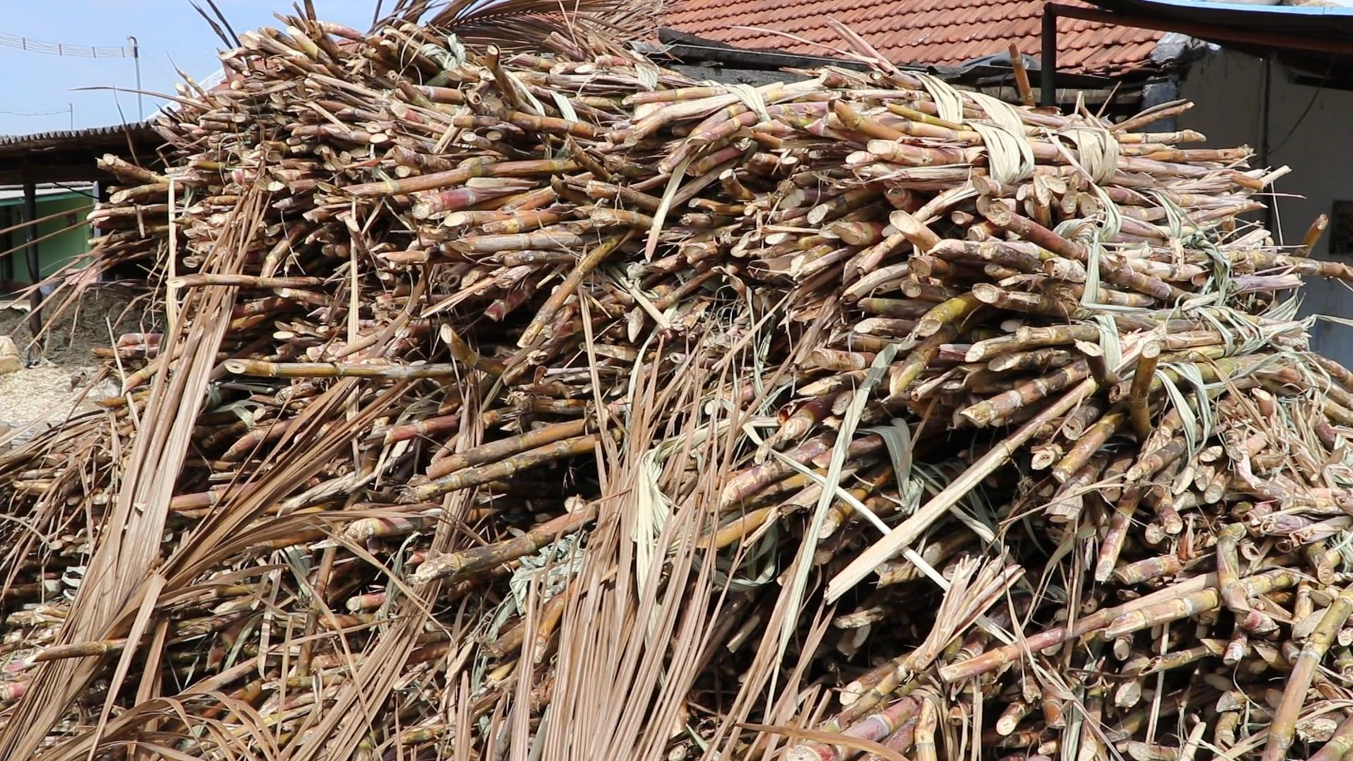Bamboo Logging Videos, Download The BEST Free 4k Stock Video Footage ...