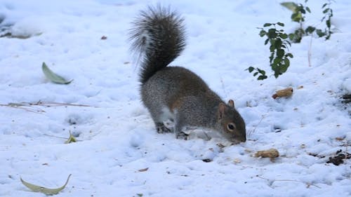 Video of a Squirrel Eating Nut