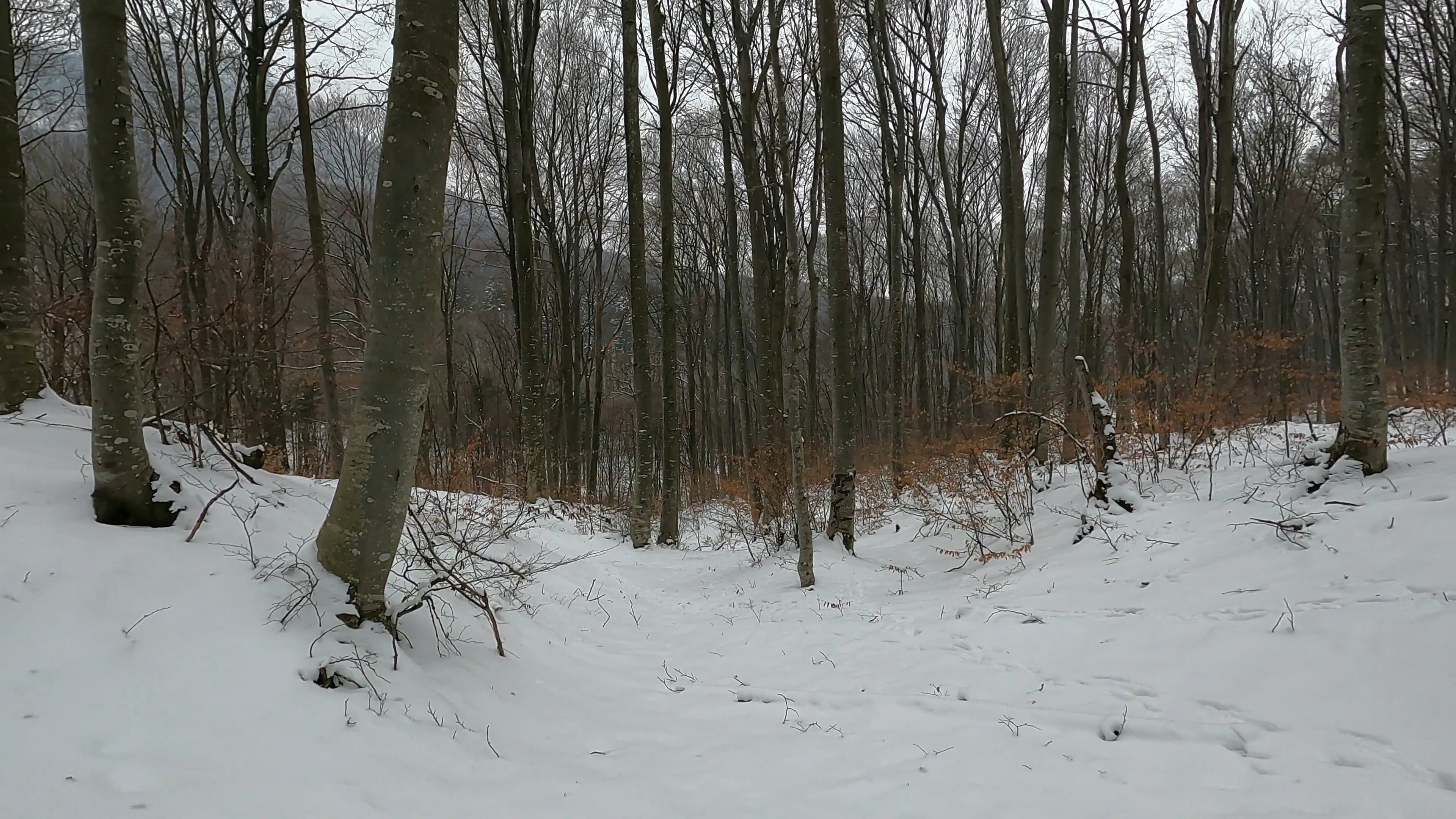 Snow Covered Land and Trees in the Forest Free Stock Video Footage ...