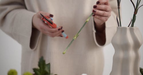 Female Hands Cutting Flower Stems 