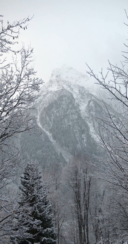 Snow Capped Mountains Behind Tree Branches