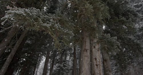 Low Angle View of Winter Forest Pines