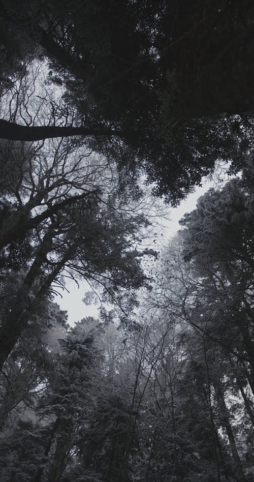Vertical Video of Dark Forest