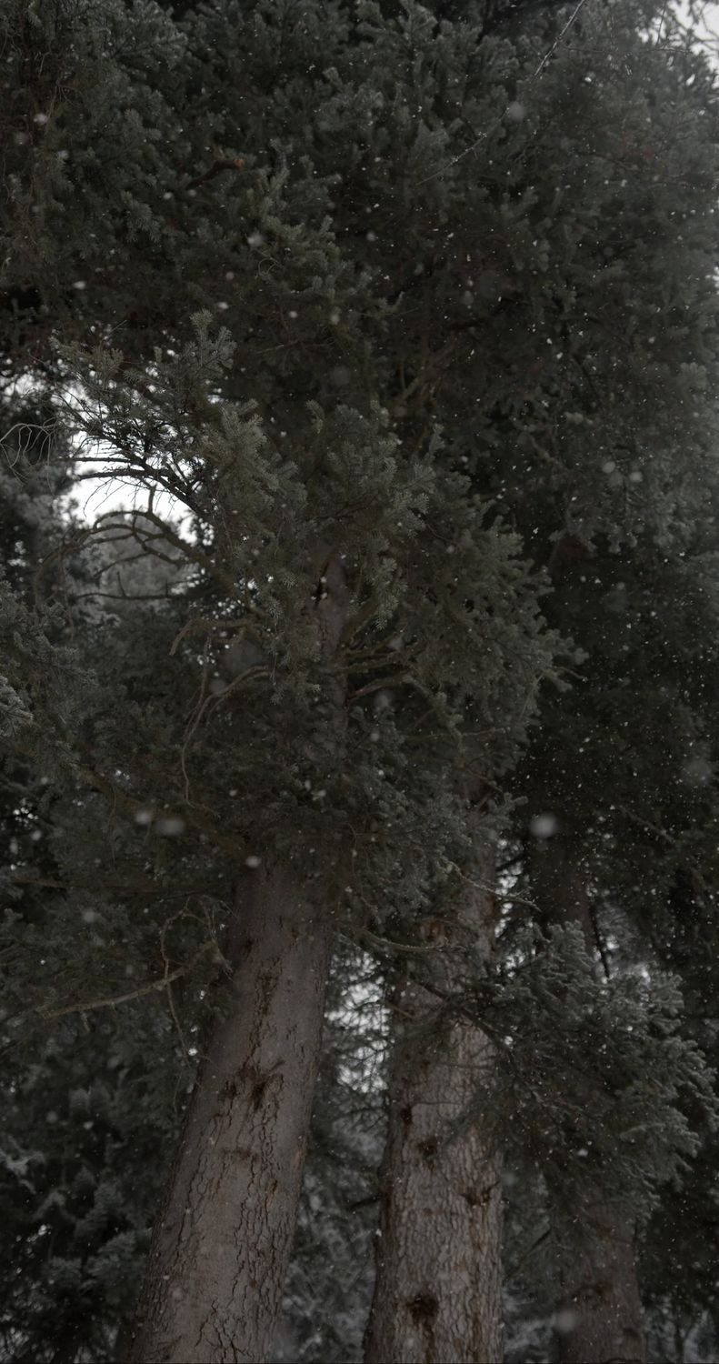 Snowfall in the Forest Free Stock Video Footage, Royalty-Free 4K & HD ...
