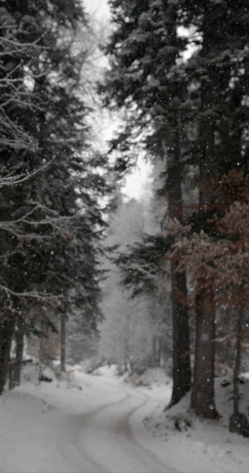 Snowfall in Winter Forest