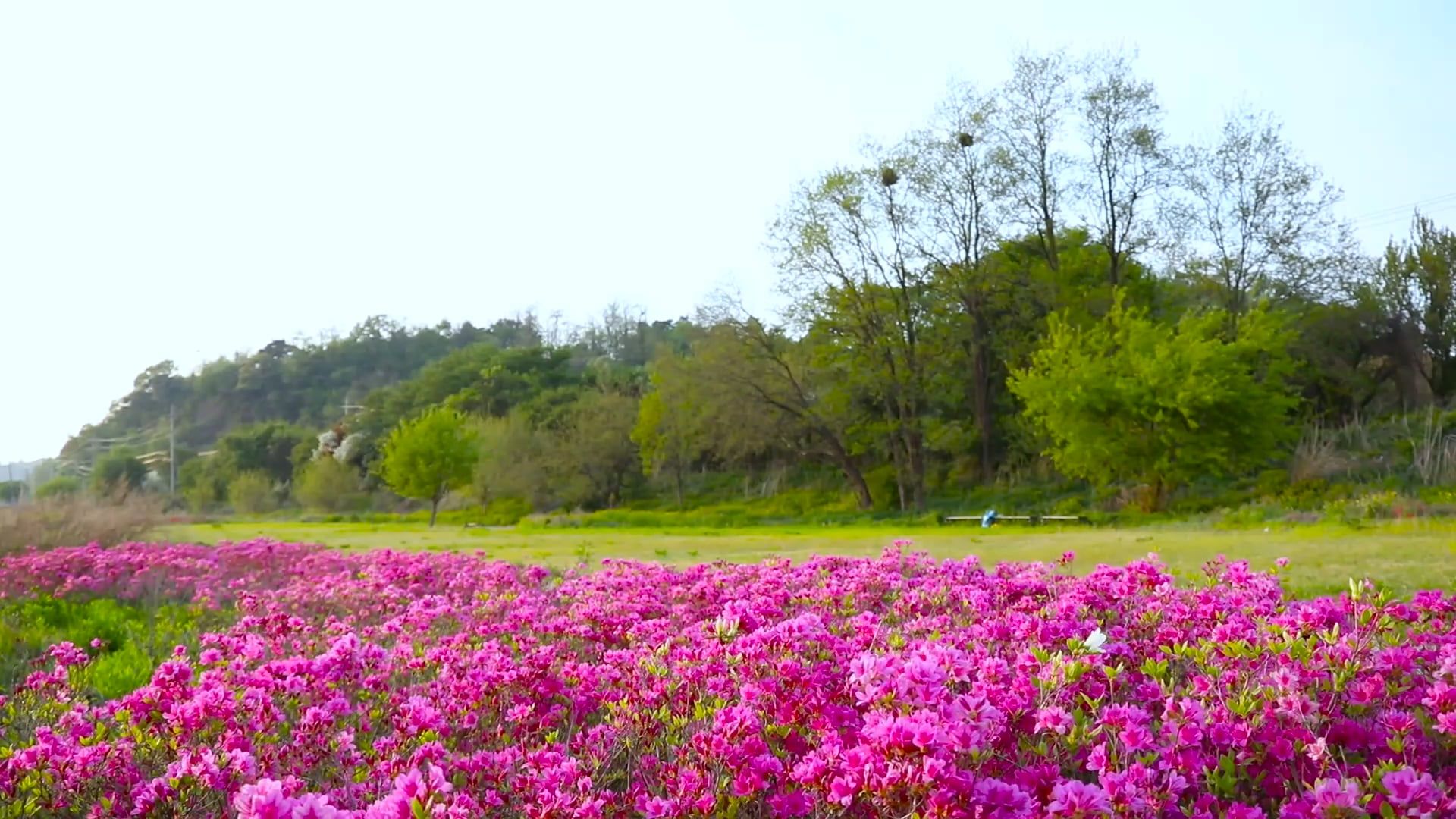 Fixed Shot Video of a Beautiful Landscape Free Stock Video Footage ...