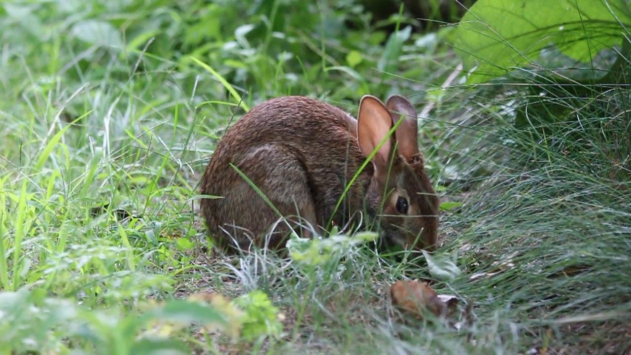 A Close-Up Video of a Rabbit Free Stock Video Footage, Royalty-Free 4K & HD  Video Clip