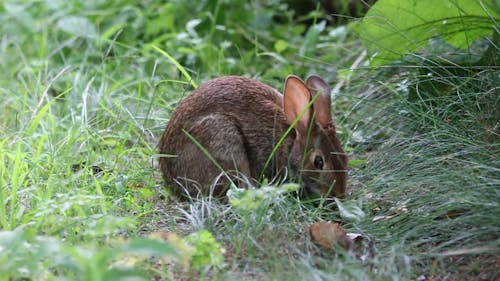 A Close-Up Video of a Rabbit