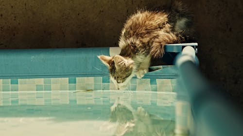 A Video of a Cat Drinking on a Pool