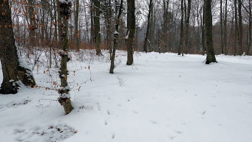 Video of a Snow Covered Forest