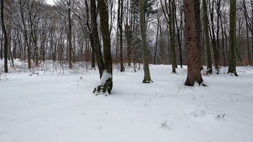 Video of a Snow Covered Forest