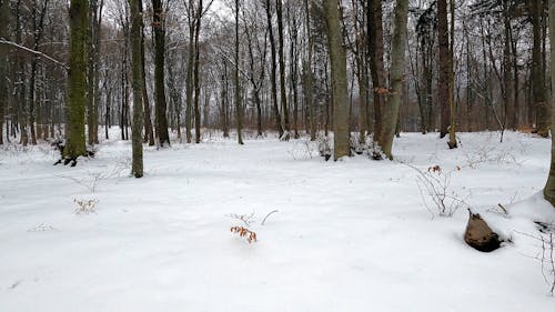 Video of a Snow Covered Forest